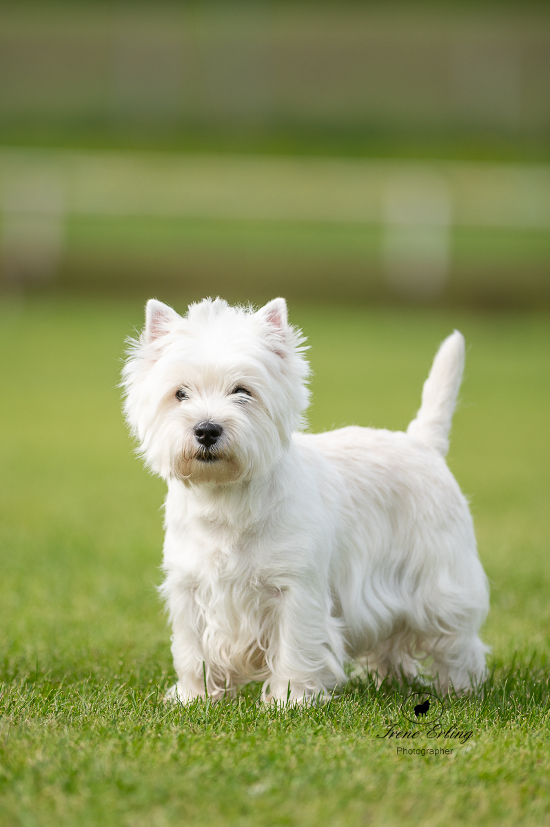 FRONT PAWS BRAVEBULL